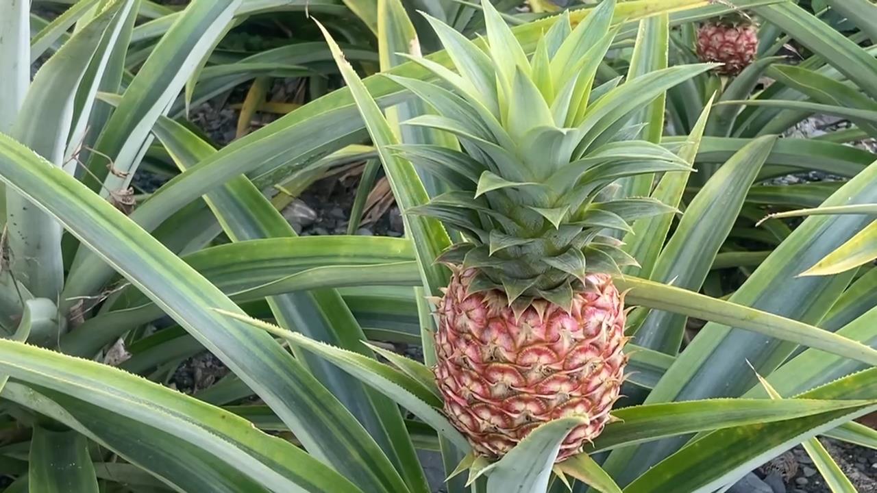 惡劣農產行侵吞貨款! 花蓮知名鳳梨農損失近70萬元