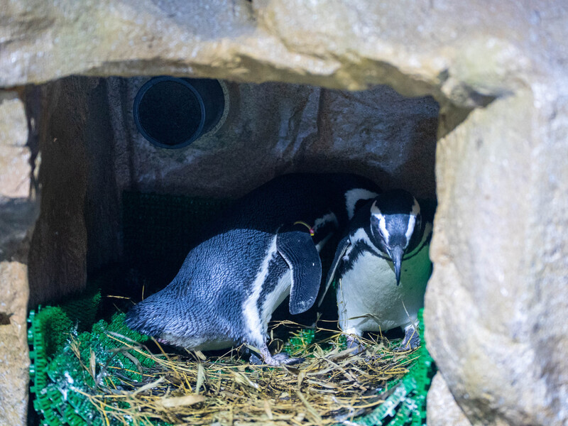 台中海洋館企鵝成功配對共築愛巢 (圖...