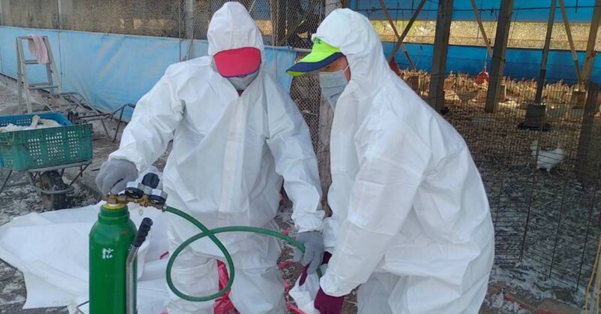 屏東雞場爆H5N1禽流感！急撲殺8千隻 防檢署說話了