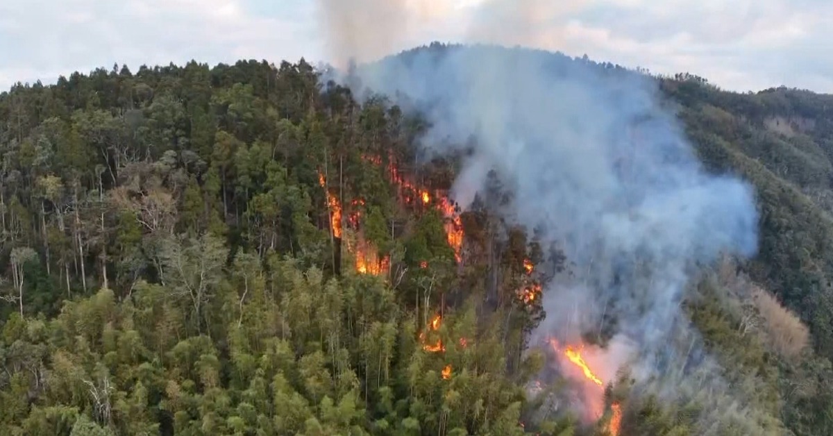 古坑草嶺「世界竹地標」大火延燒2天 已毀8公頃