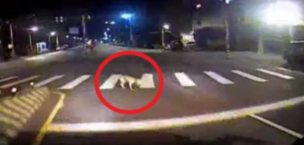 公車急煞輾死一條狗！司機「補油門」逃逸　觸法恐被關