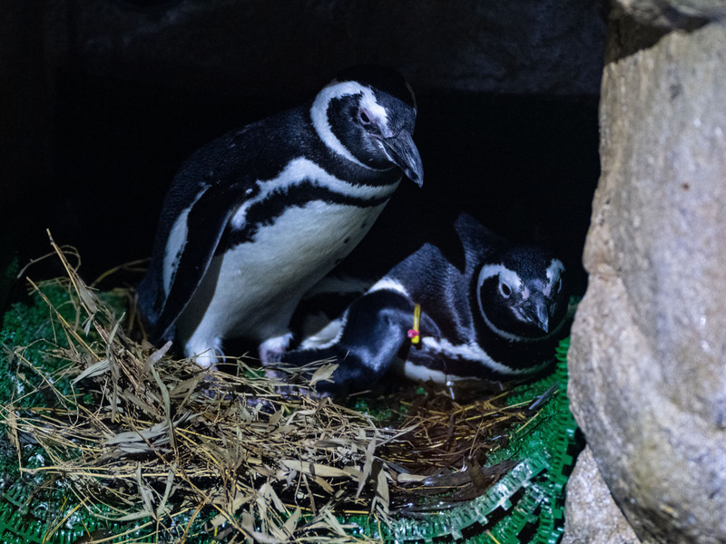 台中海洋館企鵝經配對後成家 (圖)